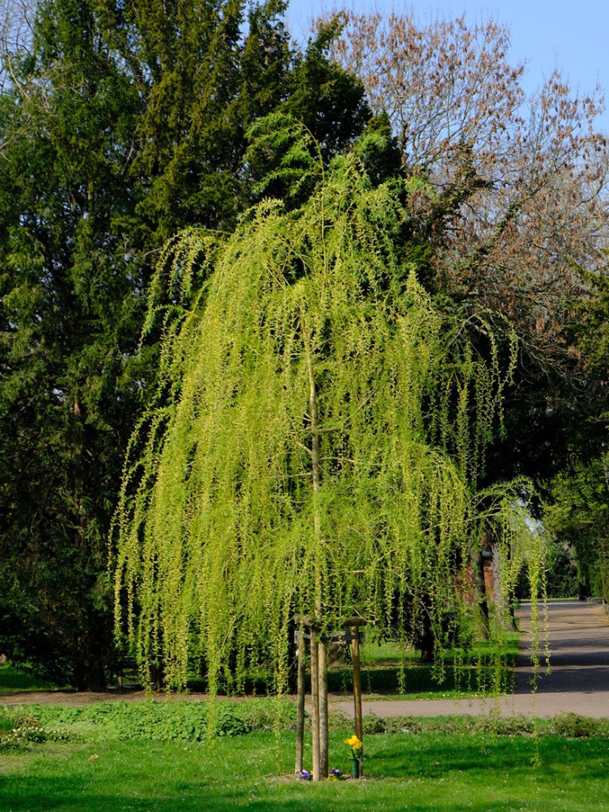 Native Plant Alternatives to Salix babylonica (Weeping Willow)