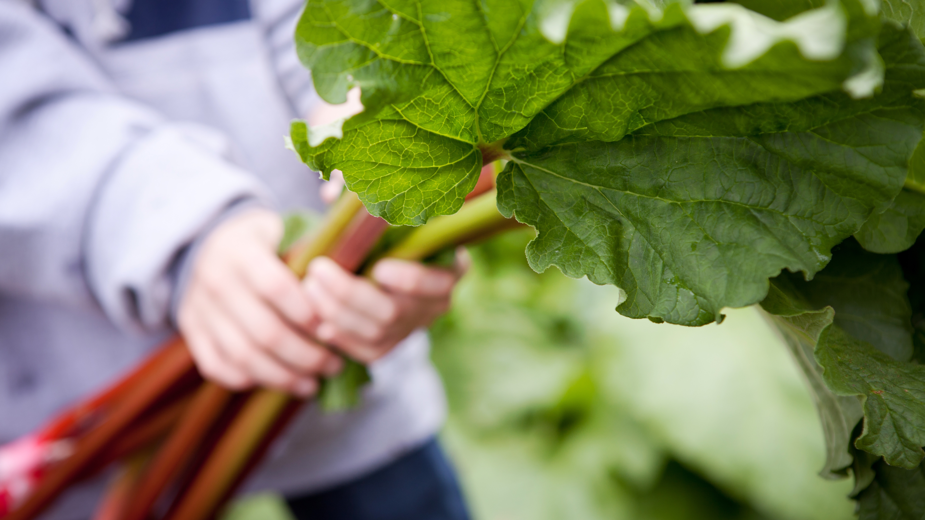 A gardener holds stems of freshly-picked rhubarb in their hands