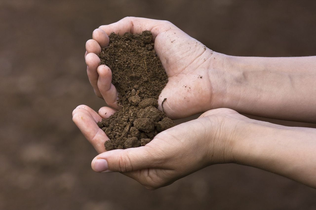 Hands Holding Soil