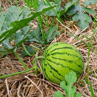 Watermelon growing in a vegetable garden