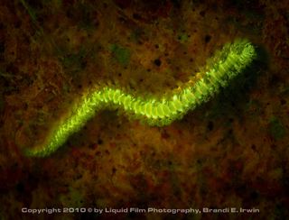 Bristle worm flourescent