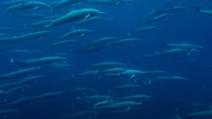 Megapod group of dolphins swim in the ocean.