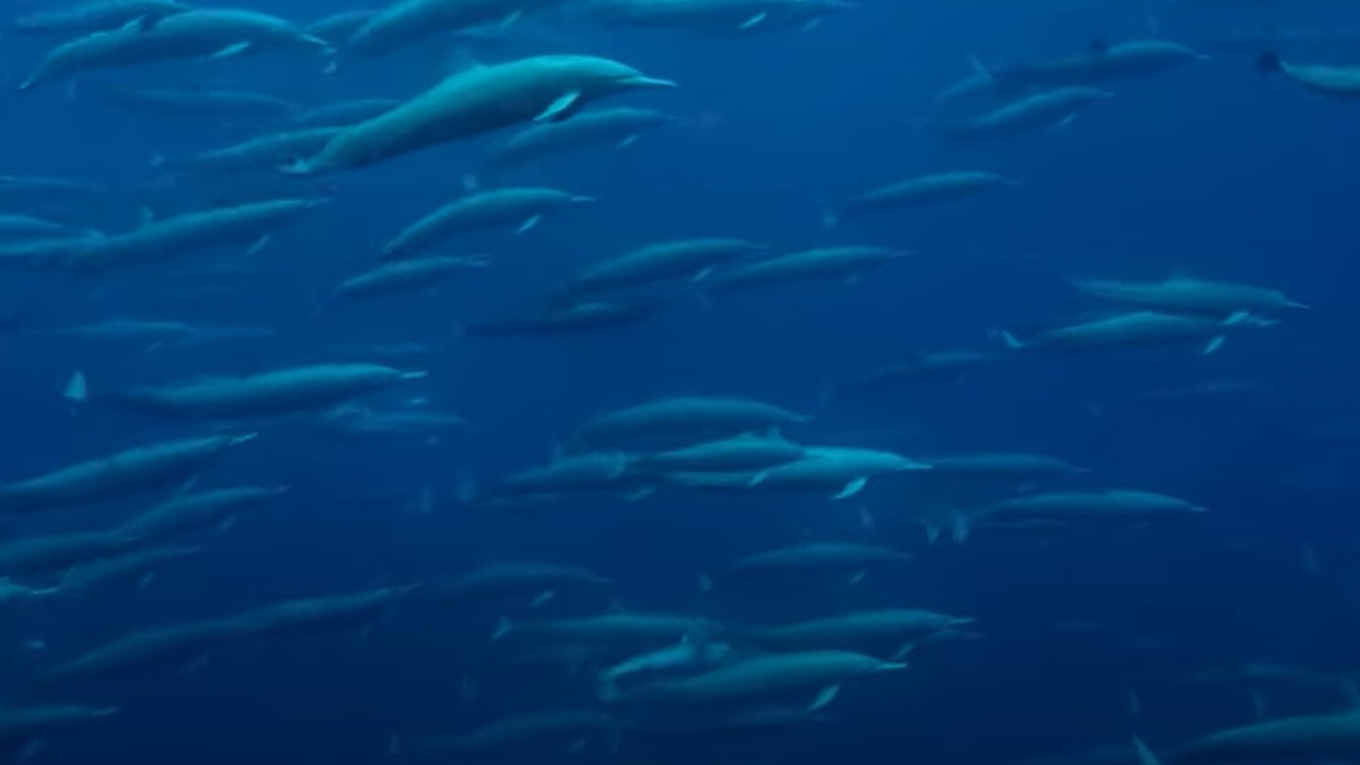  Watch a huge megapod of acrobatic spinner dolphins in incredible, rare video 