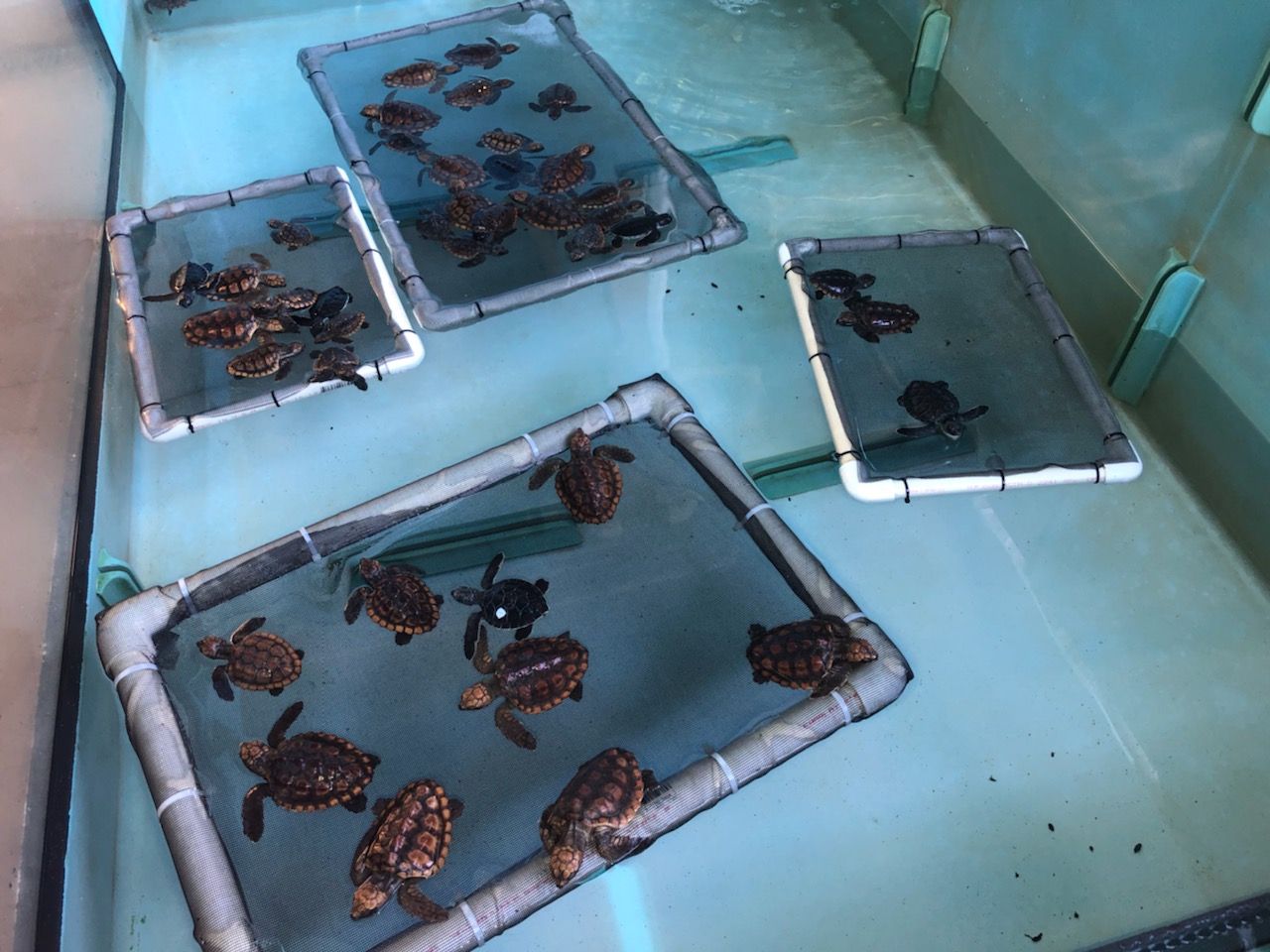 Sick washback sea turtles floating in their rehabilitation tanks at the Gumbo Limbo Nature Center.