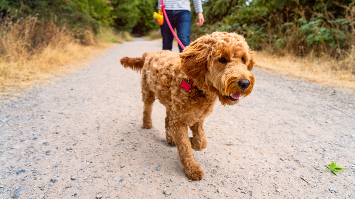 Golden doodle walking sideways on a leash 