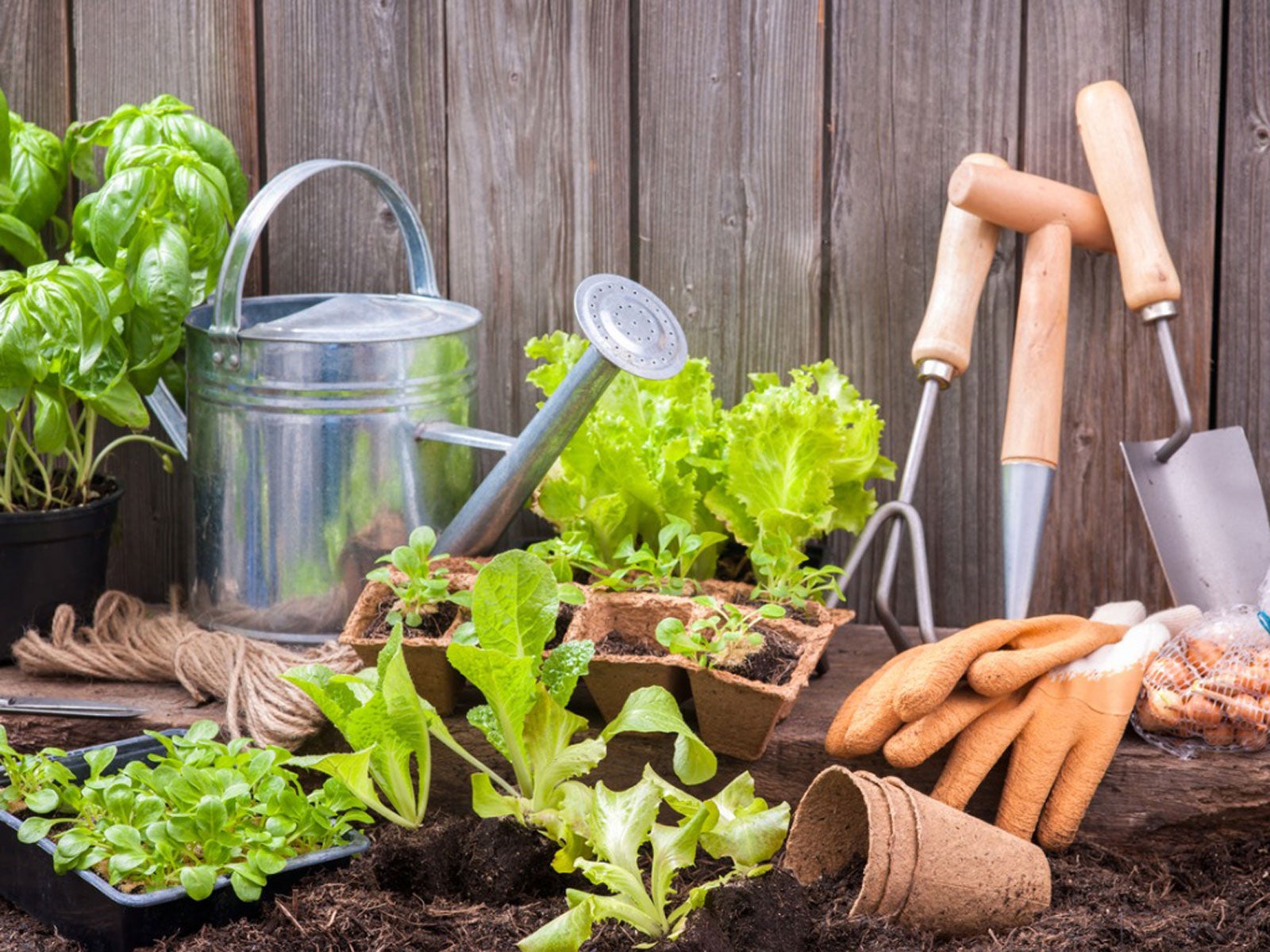 A Complete Beginner Home Gardening Guide