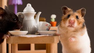 2 hamster posing with tiny tea set