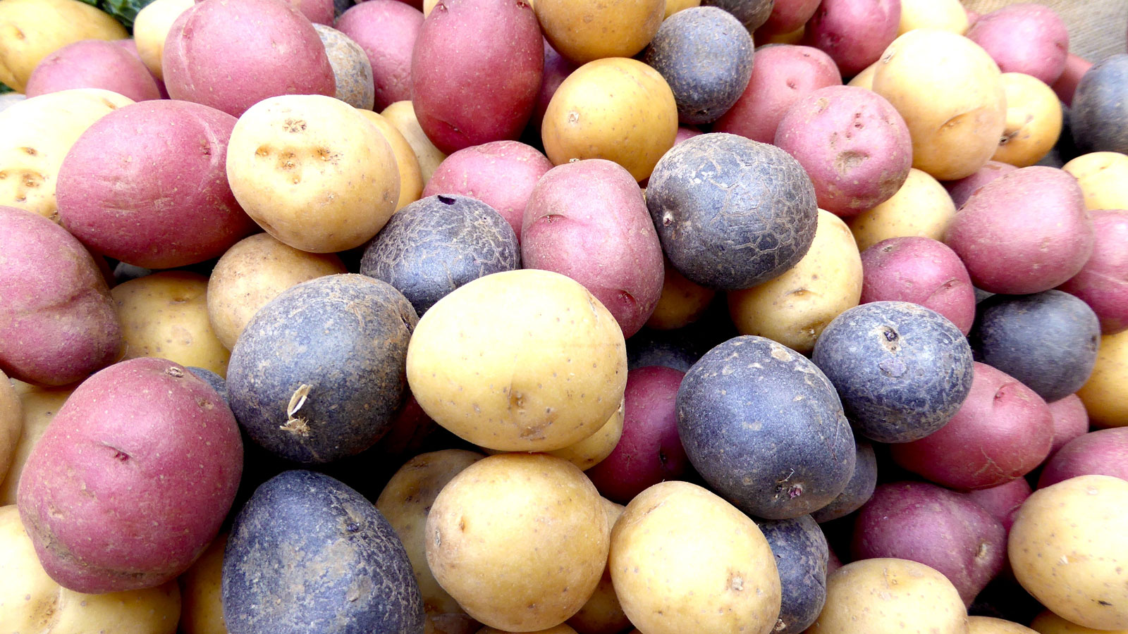 heirloom potatoes with mixed colors