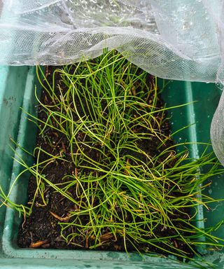 A green rectangular planter with spring onion shoots coming out of it and white netting on top of it