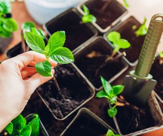 Piccole talee di ortensia (Hydrangea)