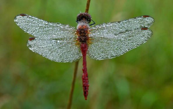 Airplane aerodynamics don&amp;#039;t apply to insects. 