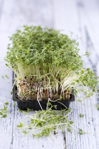 Tray of cress on white wood table