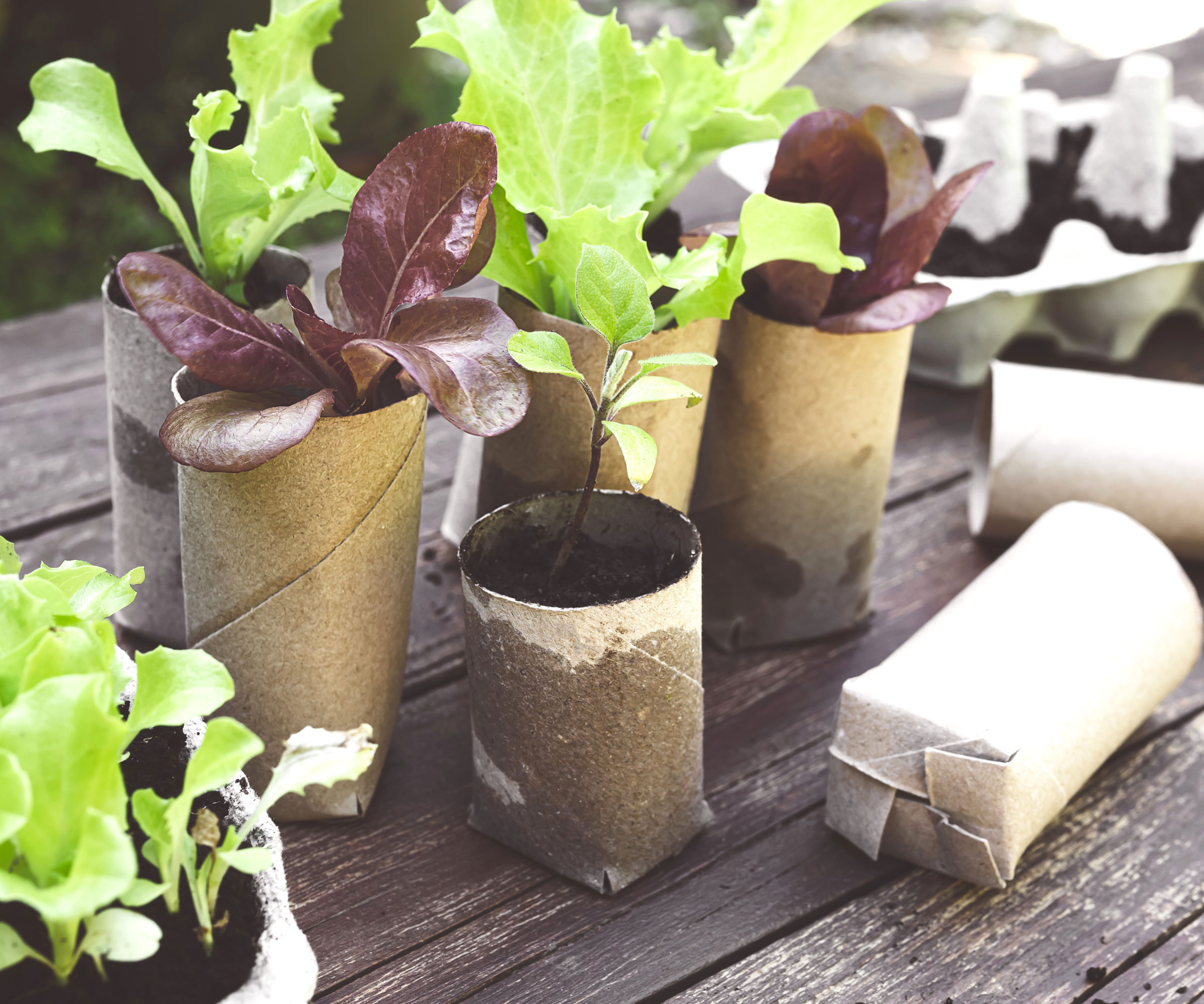 lettuce seedlings in toilet rolls on wooden table