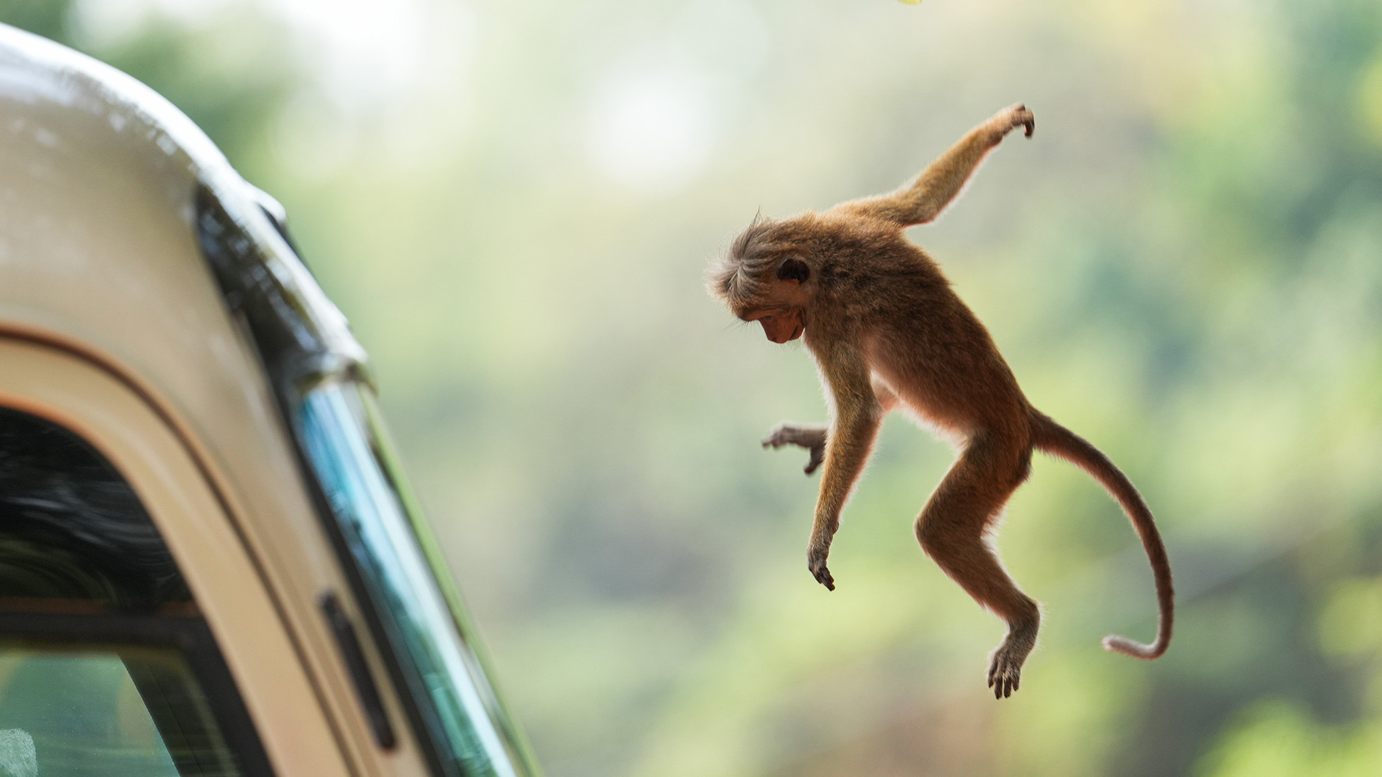 A macaque is pictured mid-jump in Dambulla, Sri Lanka
