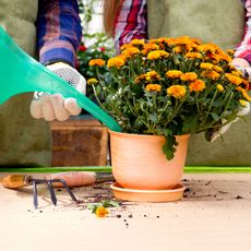 watering chrysanthemums in a container