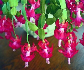 Christmas cactus