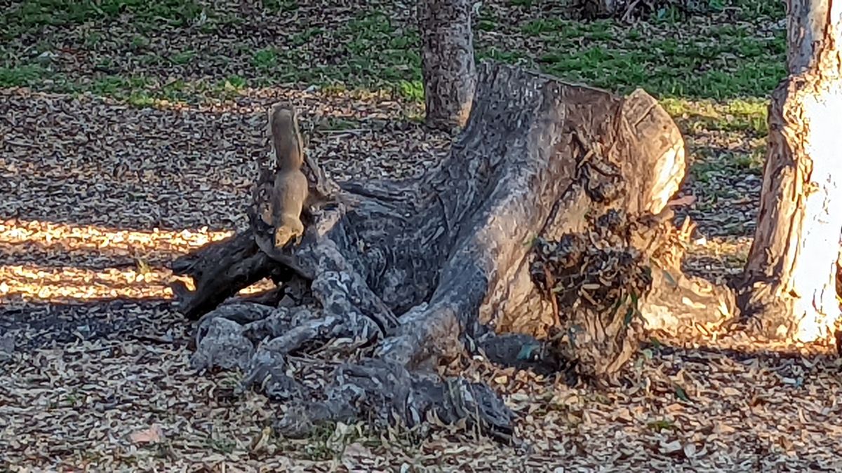 Google Pixel 6 camera samples