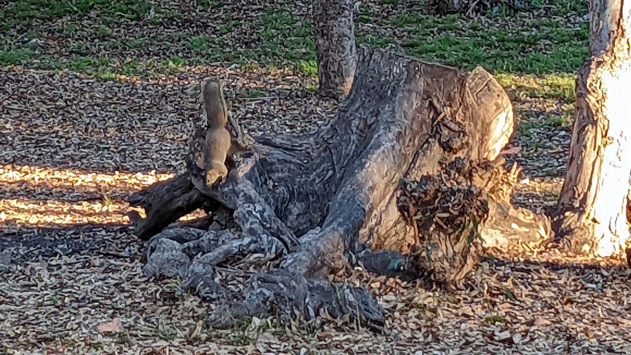Google Pixel 6 camera samples
