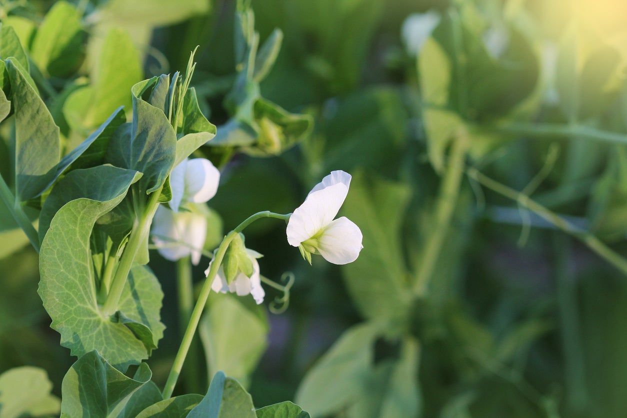 Daybreak Peas In Garden