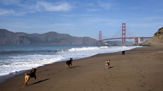 Dogs running along Baker Beach, San Francisco