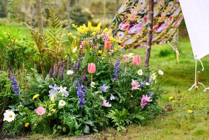 colorful flowers growing in a garden bed