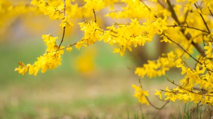 Yellow flowering forsythia shrub in spring