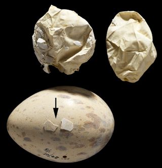 Two crushed but intact limpkin (Aramus guarauna) eggs (top) recovered from a Burmese python digestive tract and compared to a reference limpkin specimen from the Smithsonian’s collection (below) for size and color patterns. The arrow shows fragments of eggshells from the python sample placed on the Smithsonian specimen for color comparison.