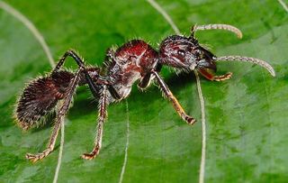 Photo by FLPA/Hugh Lansdown/REX/Shutterstock – Bullet Ant (Paraponera clavata) adult, standing on leaf in rainforest, Tortuguero N.P., Limon Province, Costa Rica