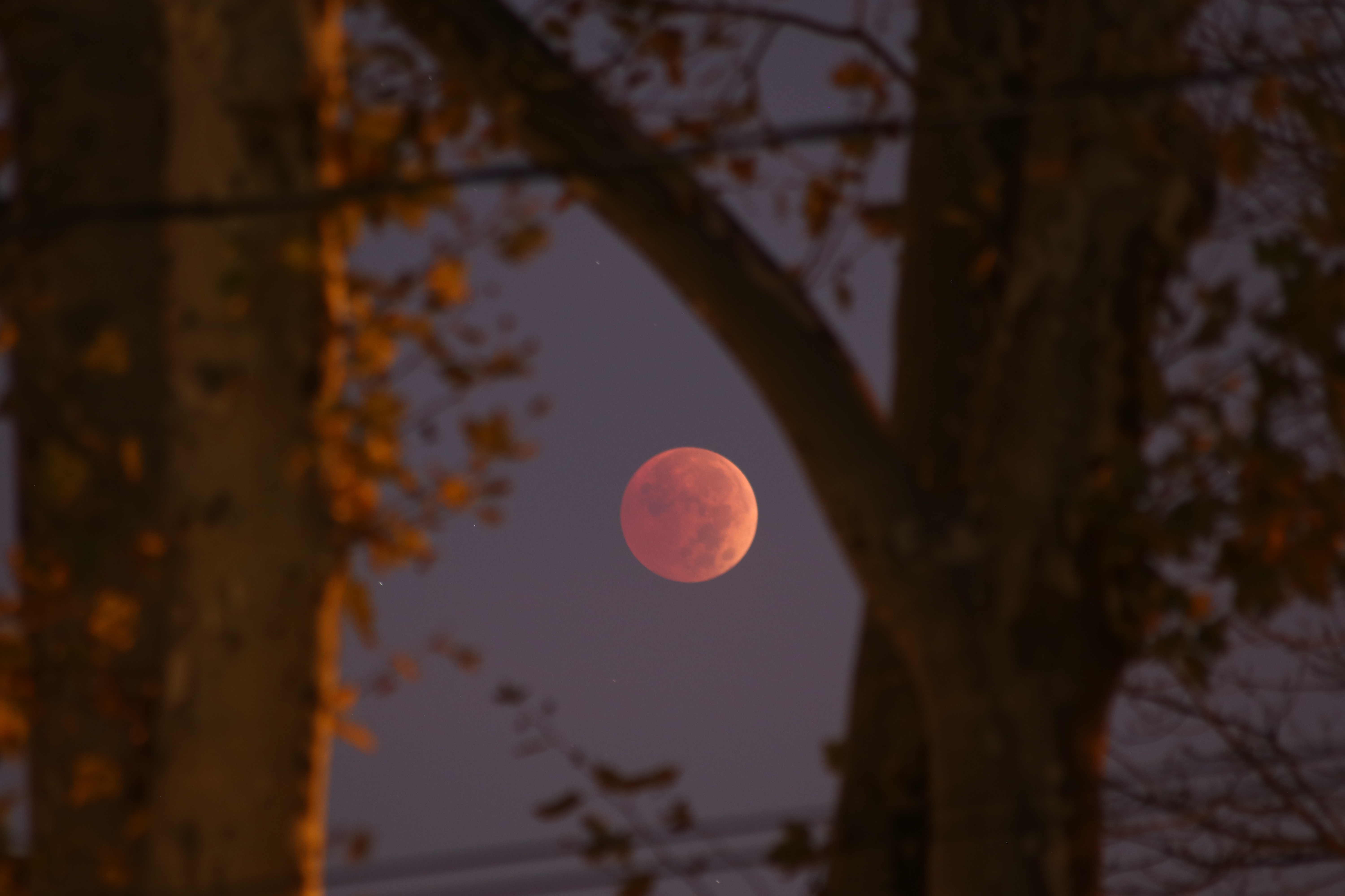 The fully eclipsed moon passes behind the trees in New York City on Nov. 8, 2022. (Photo by Islam Dogru/Anadolu Agency via Getty Images)