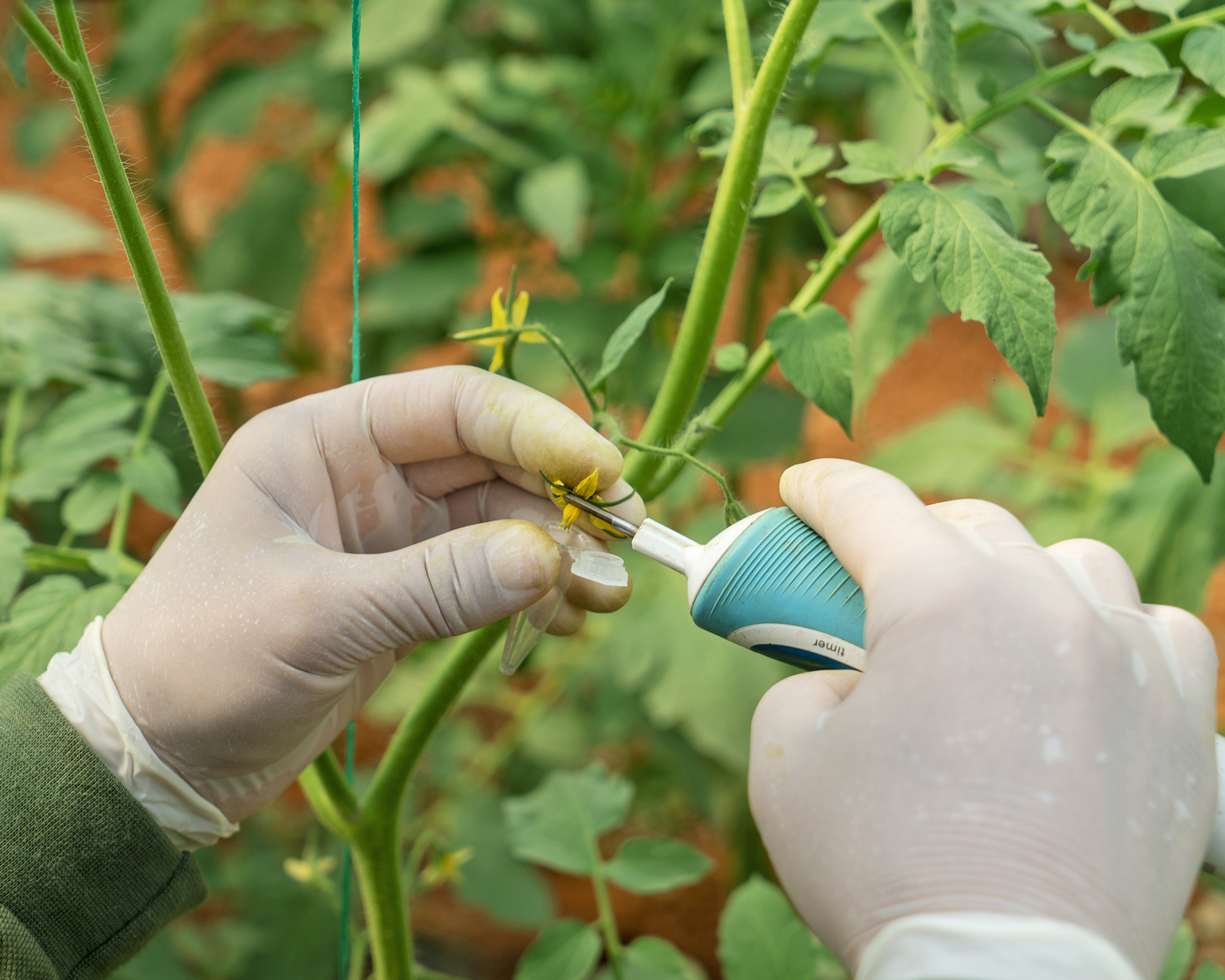 Pollinating tomato flowers with electric toothbrush