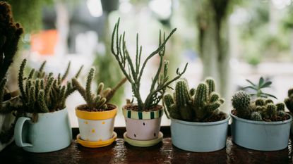 Cactuses growing in pots on a windowsill