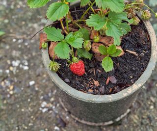 A strawberry plant fruiting in a concrete container