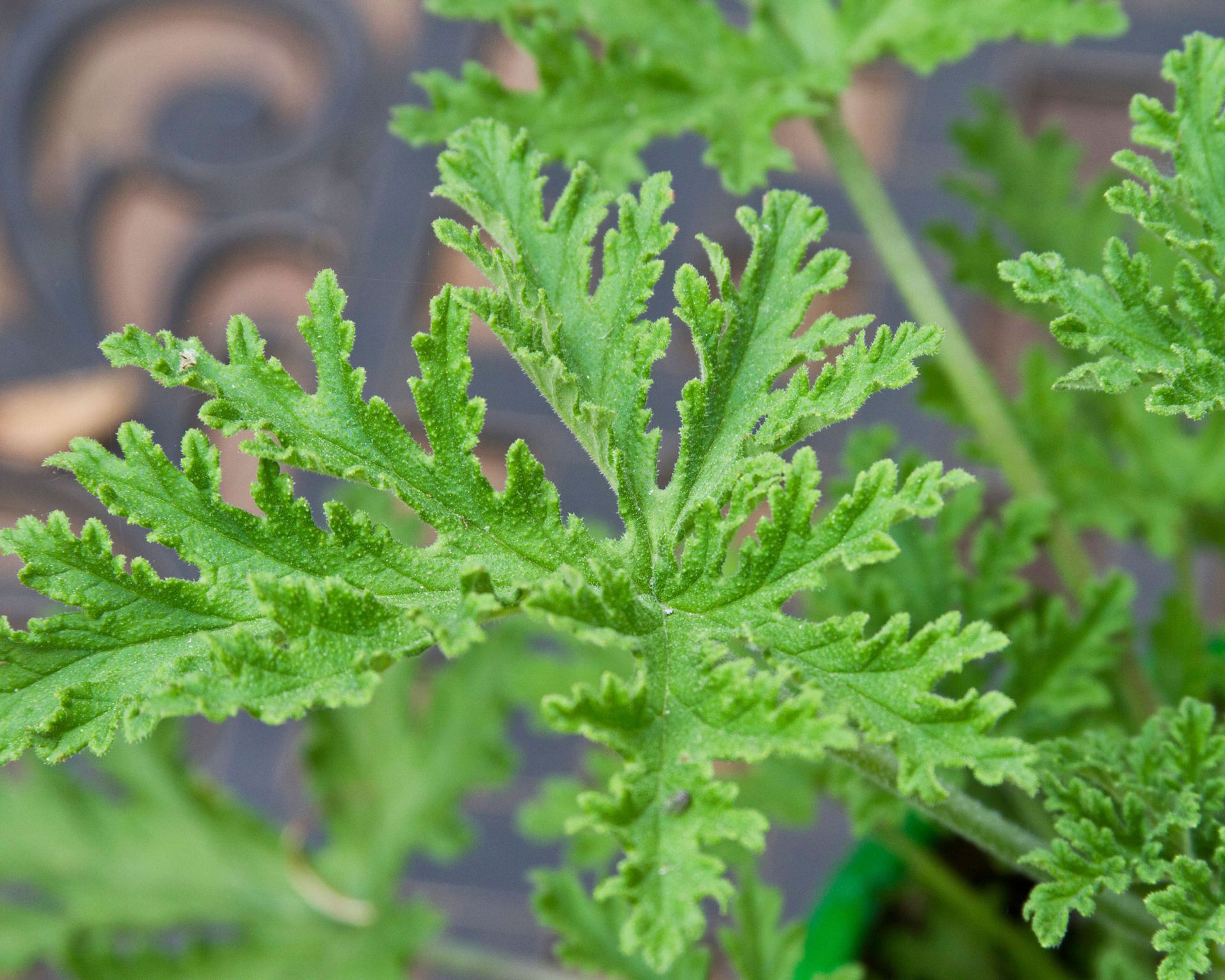 lemongrass leaves