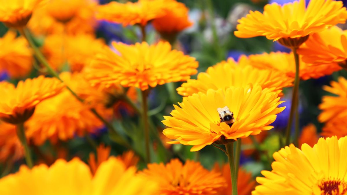 Marigolds Were Already the Ultimate Summer Flower – But It Turns Out They Have a Surprising Superpower