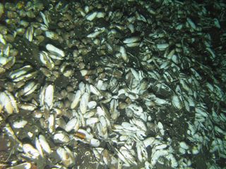 Dense clams on the seafloor of a hydrothermal vent area.