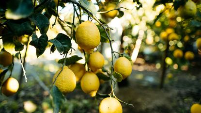 lemons growing on a tree