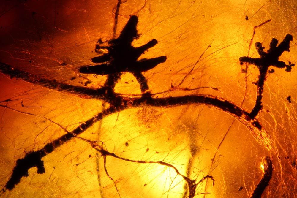 The so-called ectomycorrhizae preserved in Indian amber.