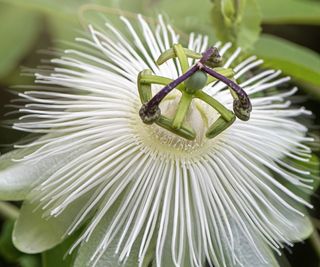 White passion flower in bloom