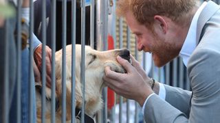 Prince Harry holds a dog's face