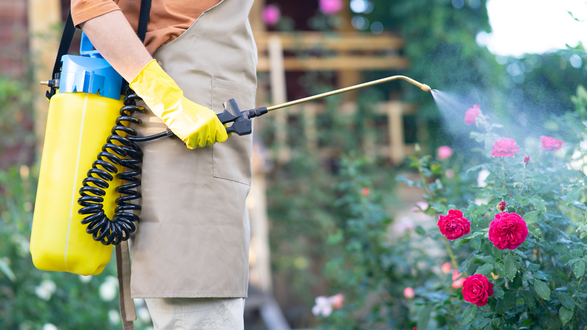 Woman spraying roses