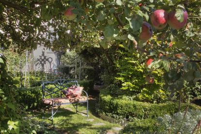 A small yard with apple trees and a small metal bench