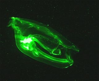 bioluminescent salp