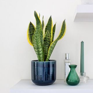 Patch ‘Susie the Snake Plant’ With Pot