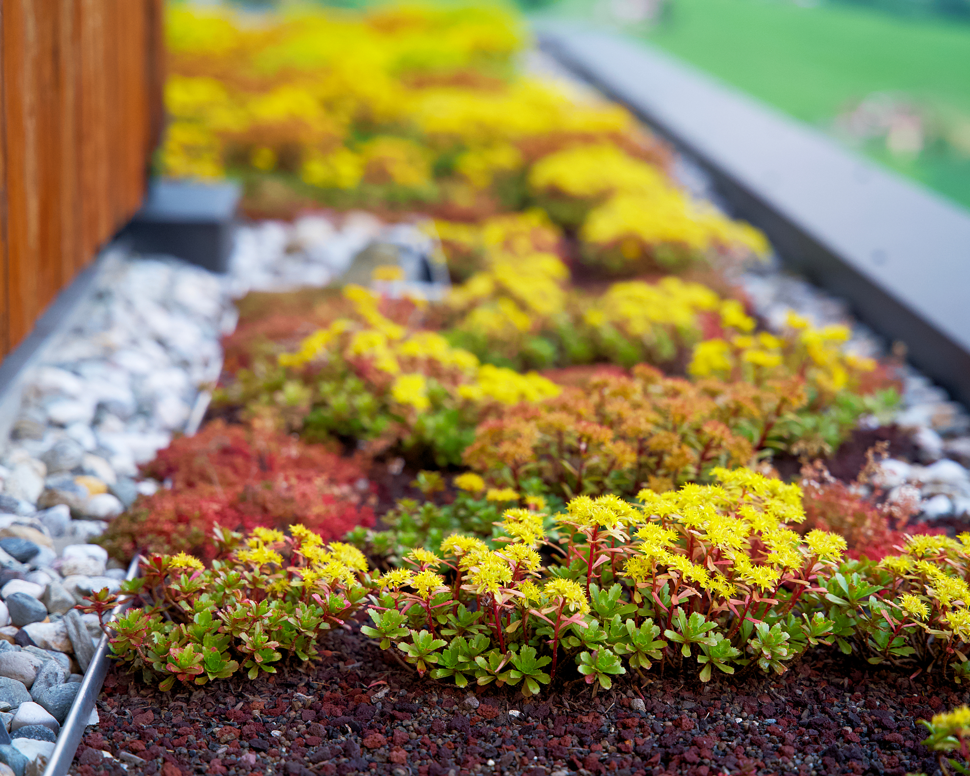 sedums planted on a green roof with gravel