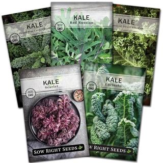 Sow Right Seeds - Kale Seed Collection for Planting - Non-Gmo Heirloom Packet With Instructions to Plant and Grow a Home Vegetable Garden, Great Gardening Gift