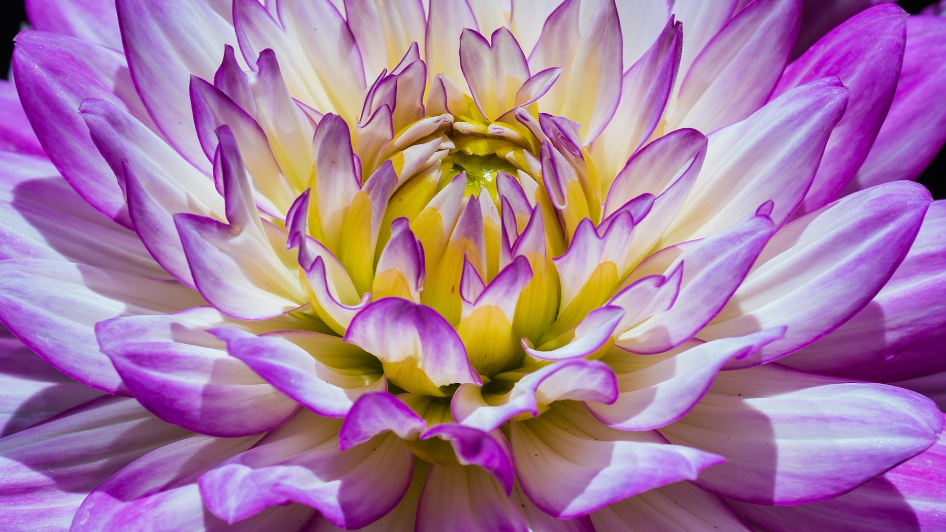 A close-up of a purple, white and yellow flower whose petals follow the Fibonacci sequence