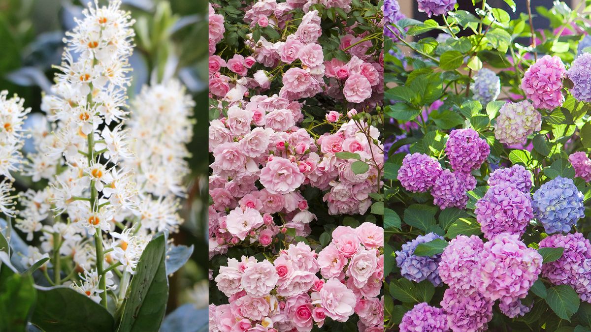 Best flowering shrubs – the top 10 varieties to add to your yard