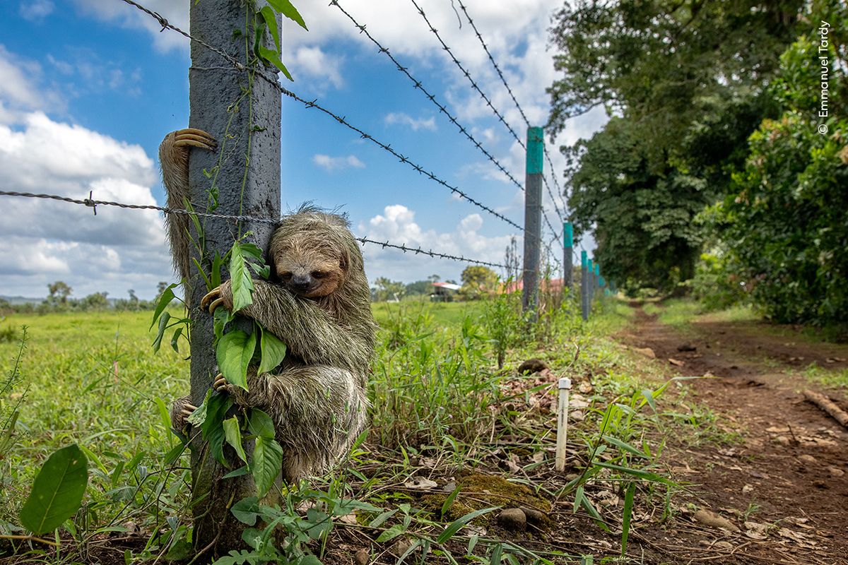 A sloth clings to a vine-covered fence post next to barbed wire, surrounded by lush greenery and a dirt path. The sky is blue with fluffy clouds, conveying tranquility