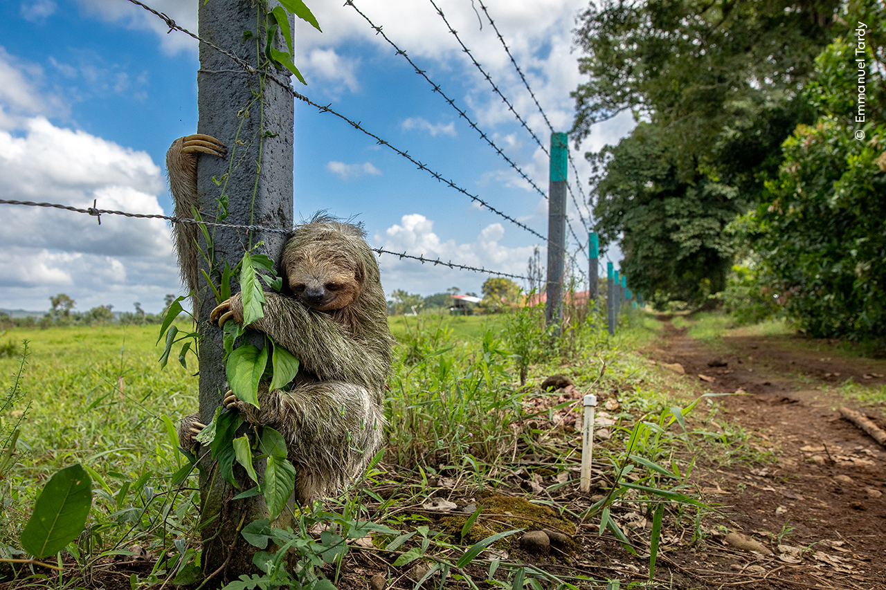 A sloth clings to a vine-covered fence post next to barbed wire, surrounded by lush greenery and a dirt path. The sky is blue with fluffy clouds, conveying tranquility