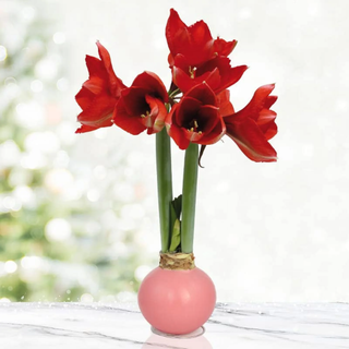 Pink Petals Waxed Amaryllis Flower Bulb with Stand